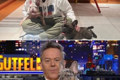 The 48-Hour Miracle: Greg Gutfeld’s Quiet Rescue of 39 Shelter Dogs and the Senior He Couldn’t Leave Behind