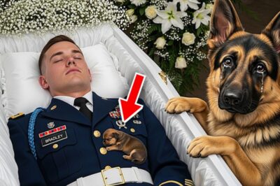It was a moment of silence filled the room with tension, as the dog stood in front of the coffin. Everyone watched in disbelief as it kept barking, then just as things seemed impossible, something miraculous happened