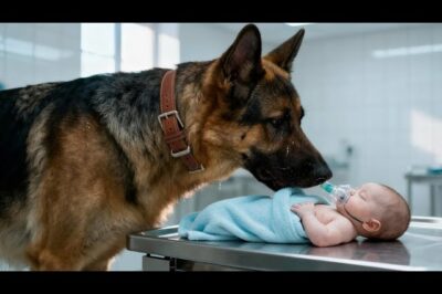 A German Shepherd’s Final Visit to a Dying Baby—What Happened in That Room Will Break Your Heart