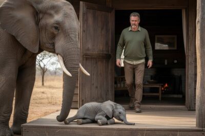 A Crying Elephant Brought Her Dying Baby Elephant To This Man Then The Unbelievable Happened