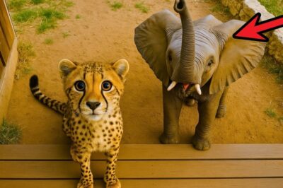 CHEETAH Brings Home BABY ELEPHANT – Wildlife Ranger Could Not BELIEVE His Eyes