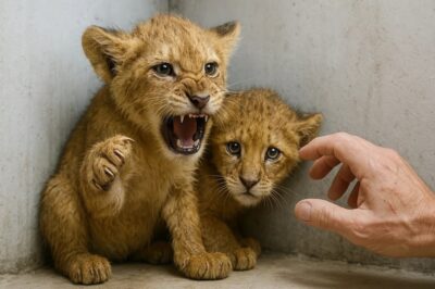 He Offered His Hand to Two Terrified Lion Cubs – What They Did Next Broke Him