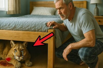 He Found a Dying Mountain Lion Under His Bed. 4 Weeks Later, She Did the Unthinkable