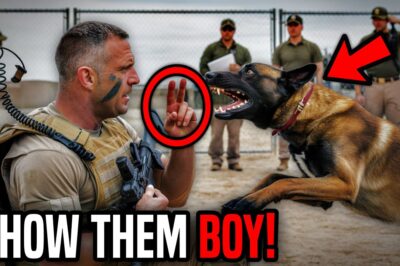 This K9 Dog Was Failing Every Drill — Until a SEAL Whistled Once and Stepped Aside