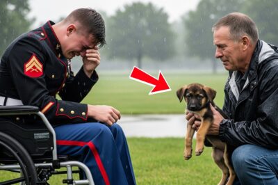 A Father Gives Paralyzed Marine a German Shepherd – What The Dog Did Left Doctors Speechless.