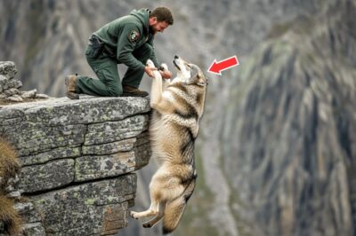 A Man Saves A Wolf From A Cliff… What Happens Next Is Unimaginable.