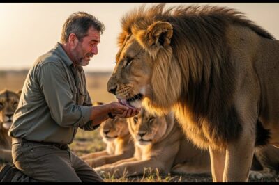 After saving a trapped cub a vet is surrounded by 20 lions what happens next is breathtaking