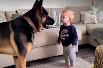 Camera Caught the Toddler Scolding the German Shepherd – You Won’t Believe Why