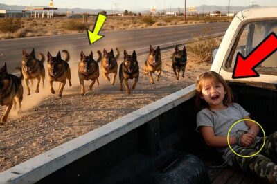 Little Girl Gave a Hidden Signal at the Rest Stop — But 14 Police Dogs Were the Only Ones Who Notice
