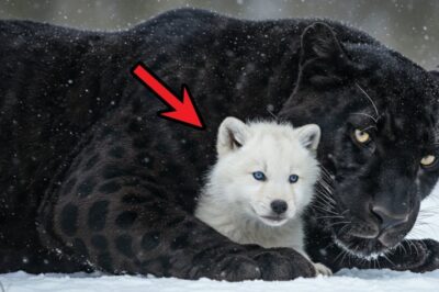 Black Leopard Adopts Wolf Pup Found Freezing After Family Died in Storm — THE END WILL MAKE YOU CRY