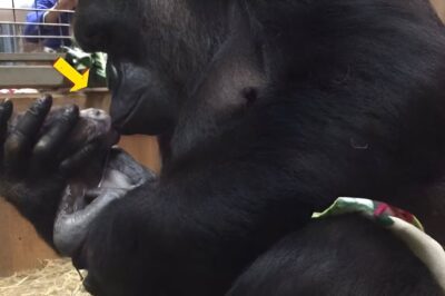 If The Zoo Keeper Didn’t Witness This We Wouldn’t Believe What The Mother Gorilla Did To Her Newborn