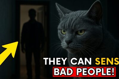 Your Cat Knows Who’s EVIL (And They Can Prove It!)