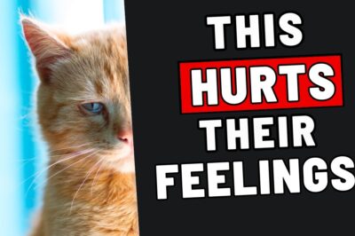 22 Everyday Things That Break Your Cat’s Heart