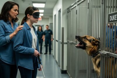 Blind Girl Meets the Most Dangerous Police Dog — What Retired K9 Did Next Stunned everyone