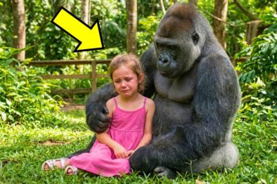 Girl Tries to Touch an Angry Gorilla, What He Does Next Is Shocking!!
