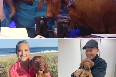 FROM SMALL-TOWN COUNTRY DJ TO FOX NEWS STAR: Dana Perino finally reveals the real woman behind the on-air smile — what she loves, what she can’t stand, and why she refuses to tolerate ‘fake friends’ in Washington