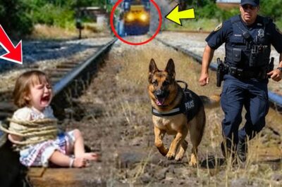 Police Dog Led an Officer to a Tied Little Girl on the Train Tracks — And the Truth Was Shocking!