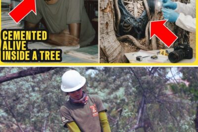 The Tomb in the Timber: How a Logger’s Discovery of a Body Sealed in an Oak Tree Solved a 29-Year-Old Mystery