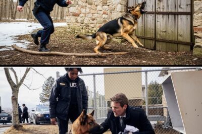 Two girls missing for four years – until police dogs barked in the old basement next door…