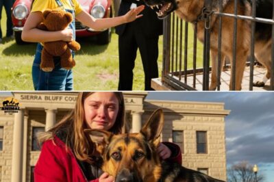 Changing Destiny with a Stuffed Animal: The Orphaned Girl Dared to Face the German Shepherd Sentenced to Death — What Did She Do?