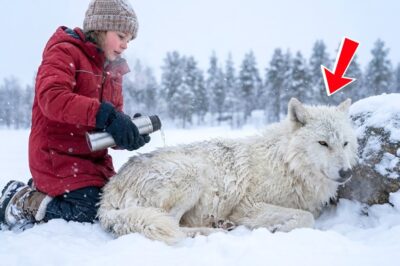 A Little Girl Saved a Frozen Wolf at -41°C… Then the Wolf Did the Unthinkable for Her