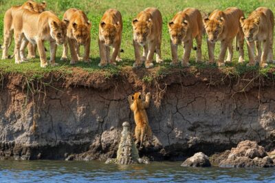 A Desperate Lion Cub Cries for Help, You Won’t Believe Who Came to Its Rescue