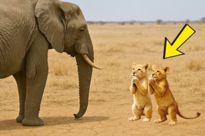 Two Lion Cubs Begged an Elephant for Help – What Happened Next Made the World Cry