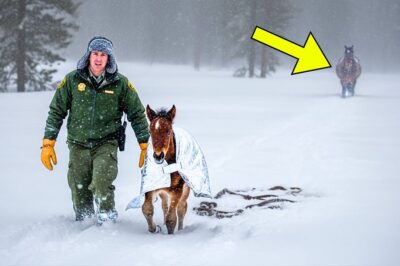 The Forest Ranger Led a Wild Foal to Shelter — Then Saw What Was Following Them in the Snow