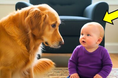 If Camera Wasn’t Recording, We Wouldn’t Believe What This Dog Did to the Baby!