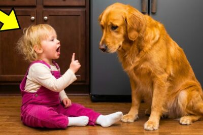 If Camera Wasn’t Recording, The Mom Wouldn’t Believe What Her Baby Did To The Dog!!
