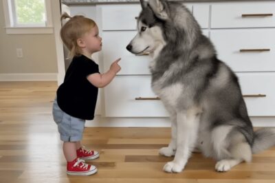 The Husky Keeps Stealing The Girl’s Stuff – What She Found Under His Bed Was Unbelievable