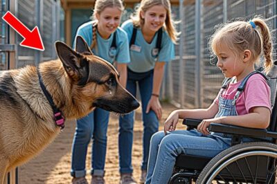 Paralyzed Little Girl Visits Shelter—What This Aggressive German Shepherd Did Next Shocked Everyone!
