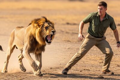 A Bone-Thin Lion Lunged at a Ranger Like a Hungry Predator — The Twist No One Saw Coming