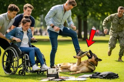 Rich Kids Bullied a Woman in Wheelchair and Kicked Her Dog – Until a Navy SEAL Stepped In