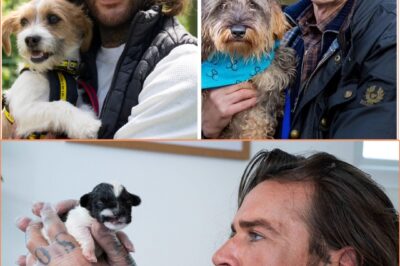 BREAKING: “From Heartbreak to Hero!” Pete Wicks Crowned the New Paul O’Grady in For Dogs’ Sake Season 2 — The Redemption Story. NO ONE Saw Coming! Fans are buzzing about this…